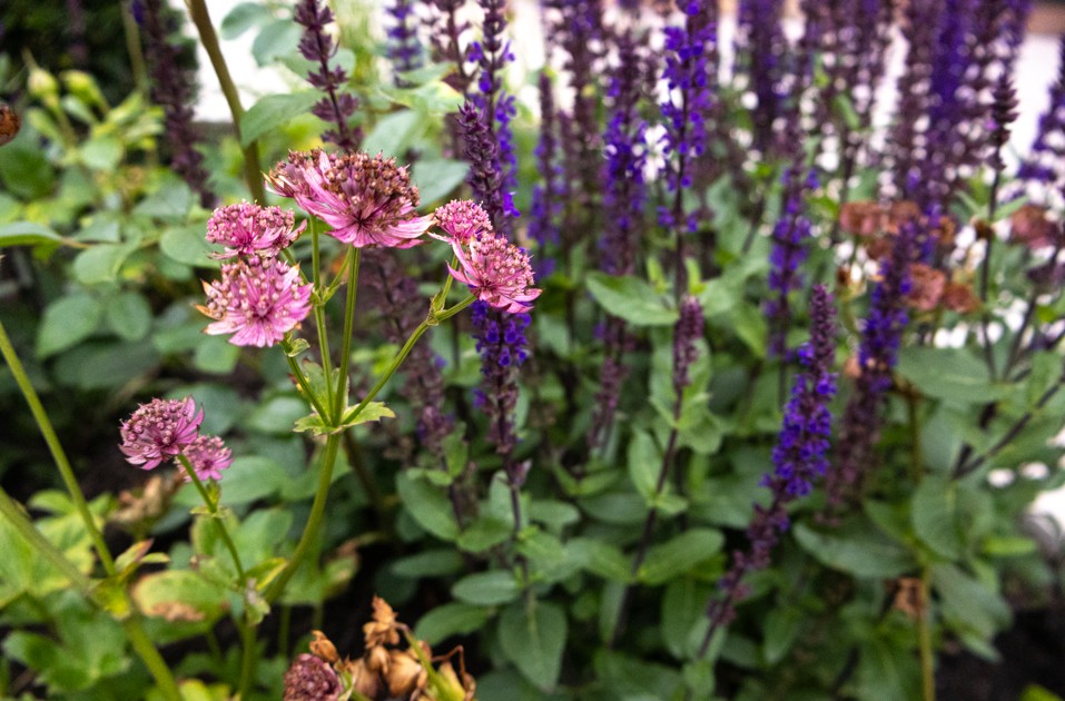 Website 3 - Bellman Walk