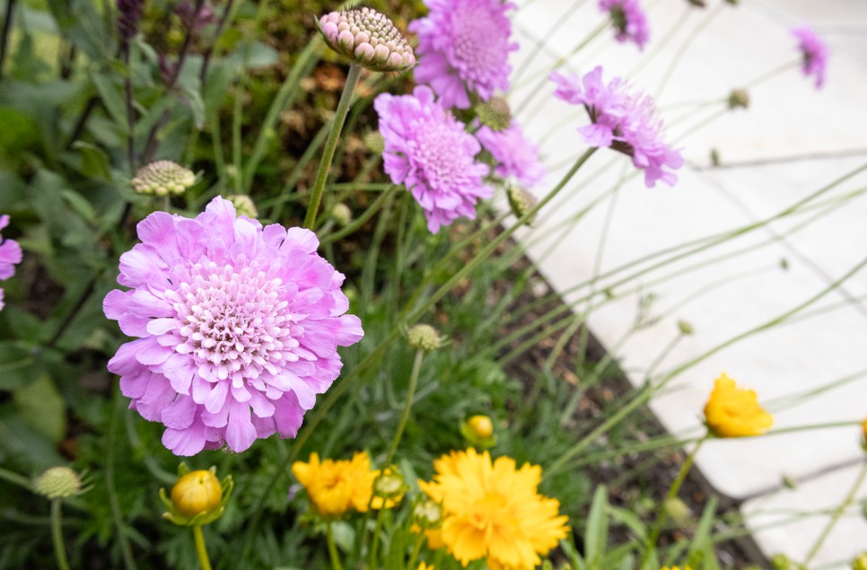 Website 6 - Bluebell