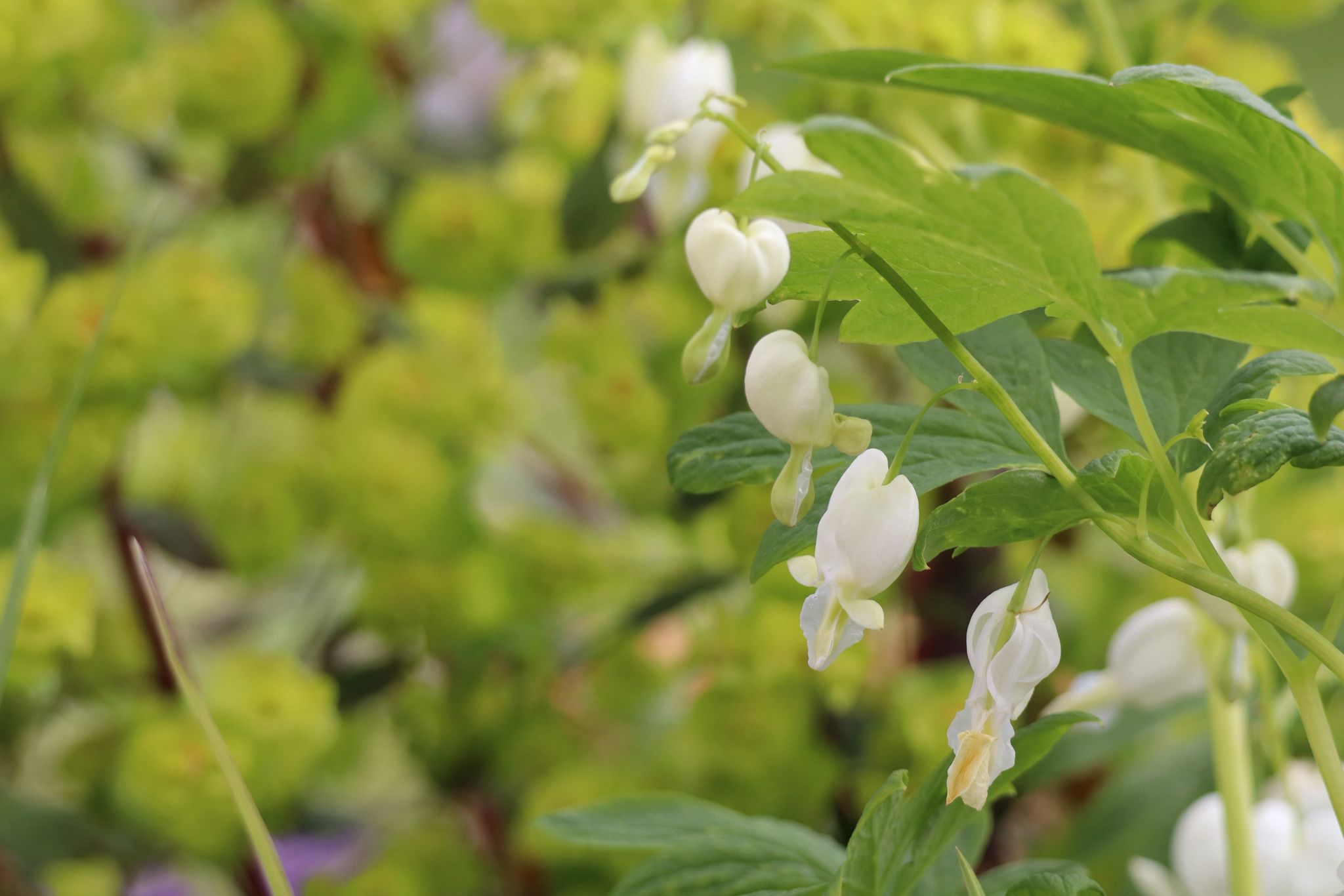 https://harrogategardendesign.co.uk/wp-content/uploads/2026/05/WhatsApp-Image-2026-04-23-at-17.12.20-2.jpeg
